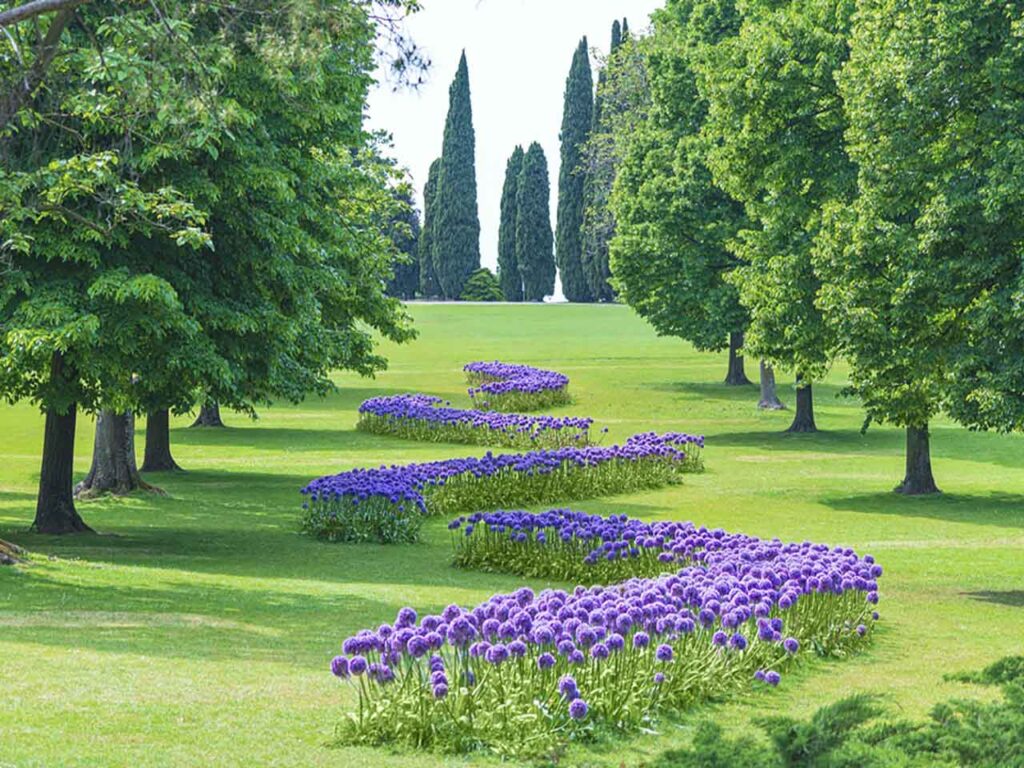 Le fioriture di Allium al Parco Giardino Sigurtà, che puoi visitare con lo sconto del Club.