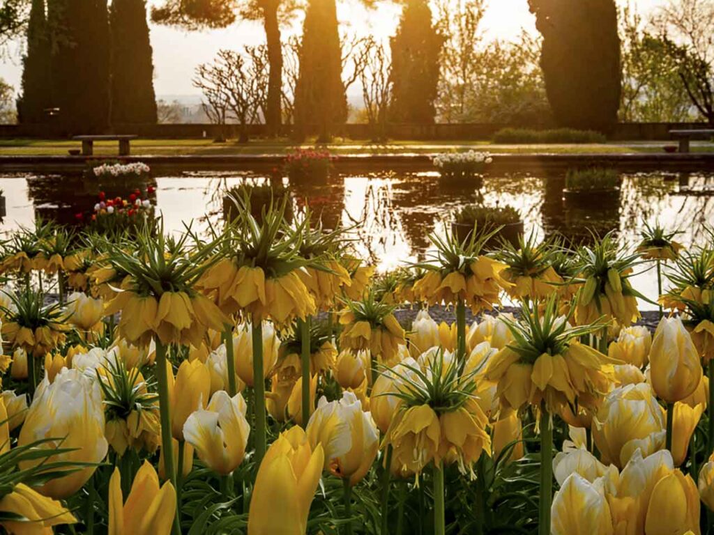 Il Festival Tulipanomania al Parco Giardino Sigurtà, che puoi visitare con lo sconto del Club.