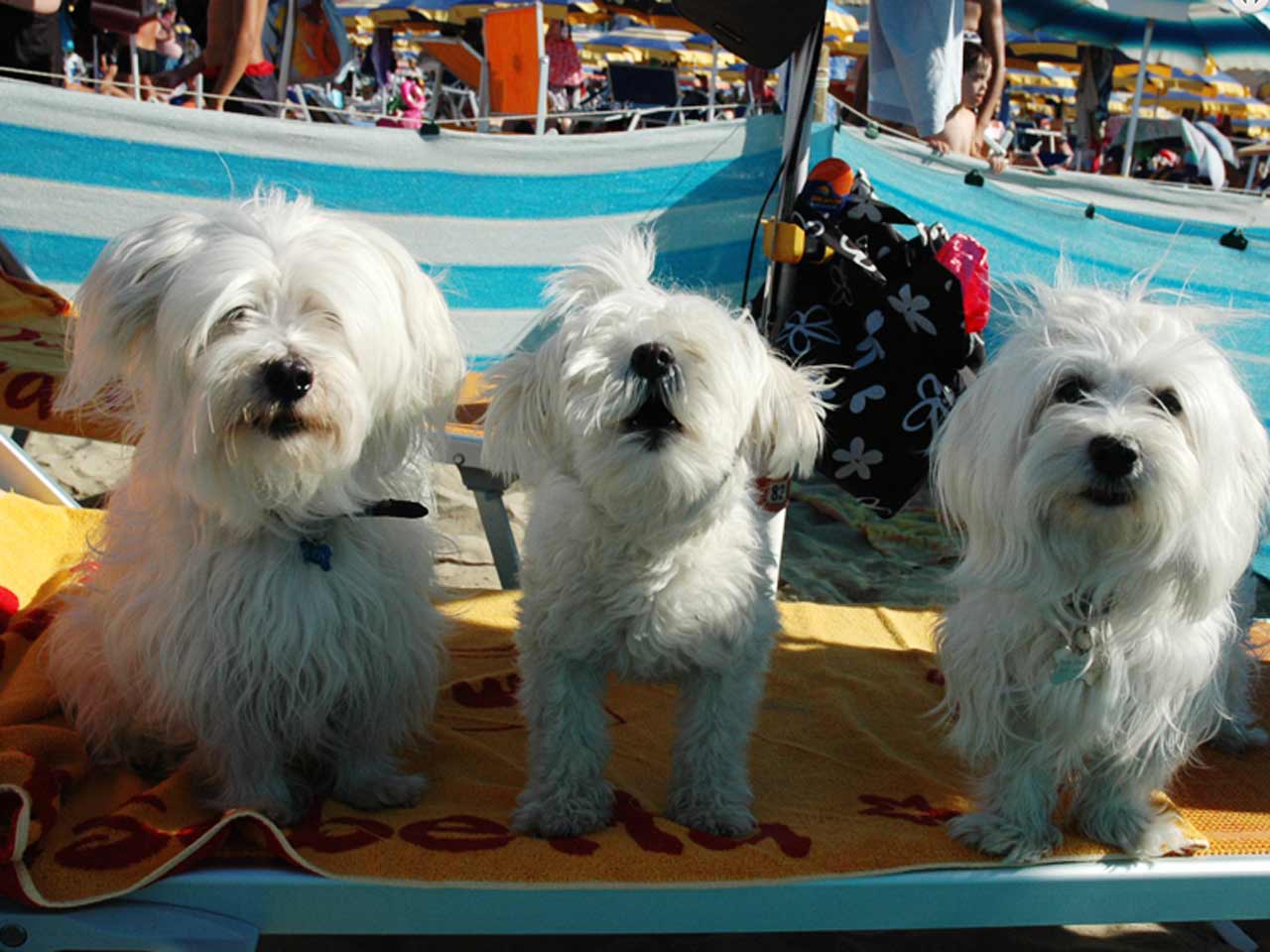 Gli sconti per le dog beach: il Bagno Corallo