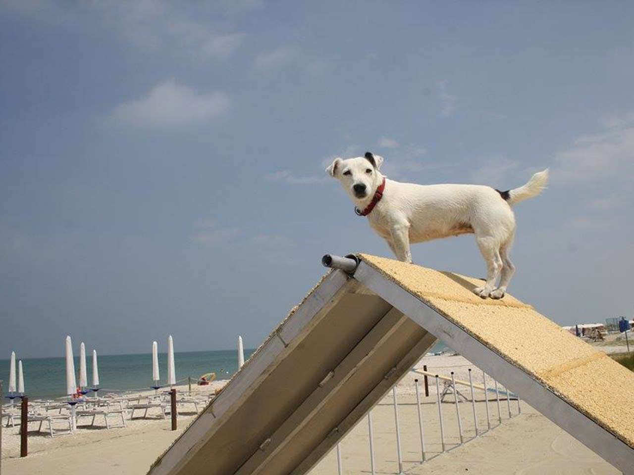 Gli sconti per le dog beach: la Scooby.Doo Beach