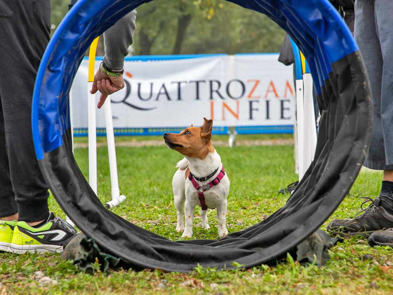 Le attività di Agility Dog che coinvolgono i cani nell'evento Quattrozampeinfiera a Roma.