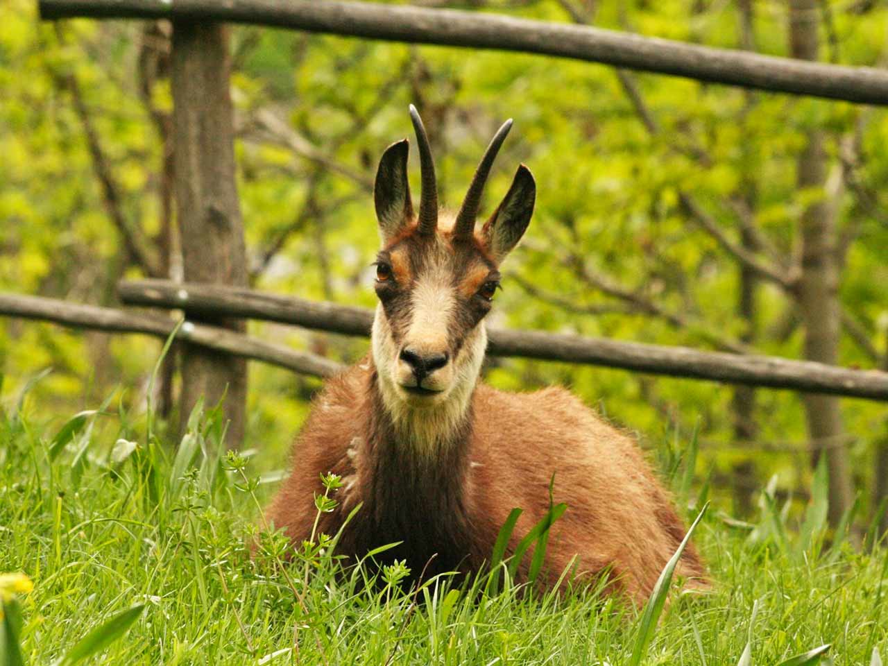 Il Parc Animalier a Introd (AO).