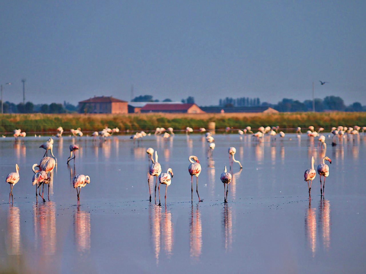 Escursione in battello nel Parco del Delta del Po