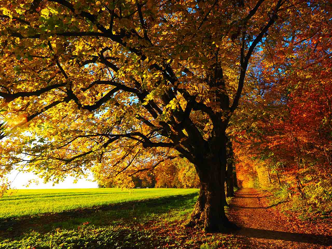 Foliage nel Casentino.