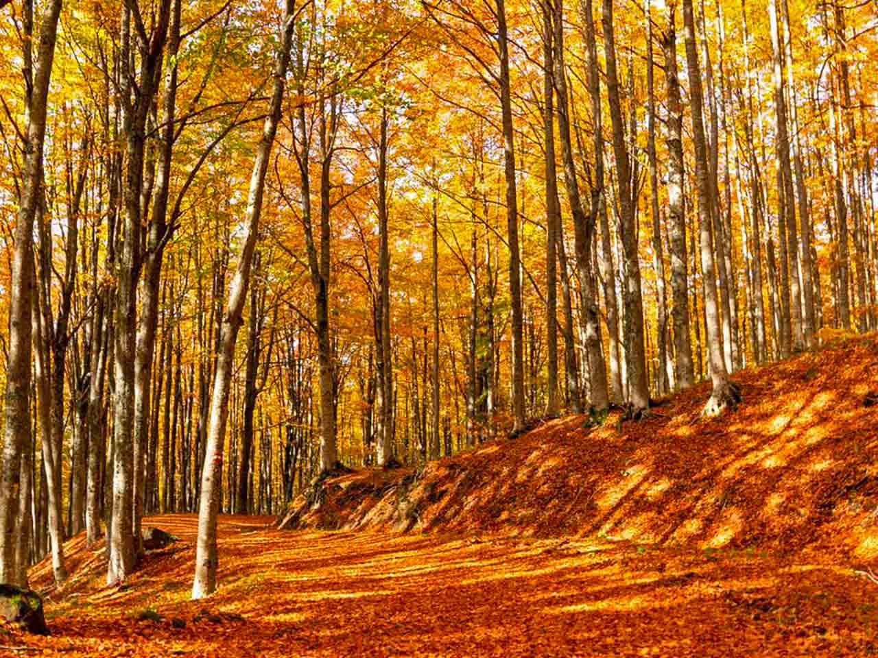 Parco Nazionale delle Foreste Casentinesi, Monte Falterona e Campiglia - Foliage nel Casentino.
