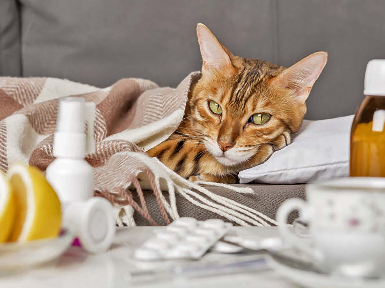 La tosse di cani e gatti: una sciarpa non basta.