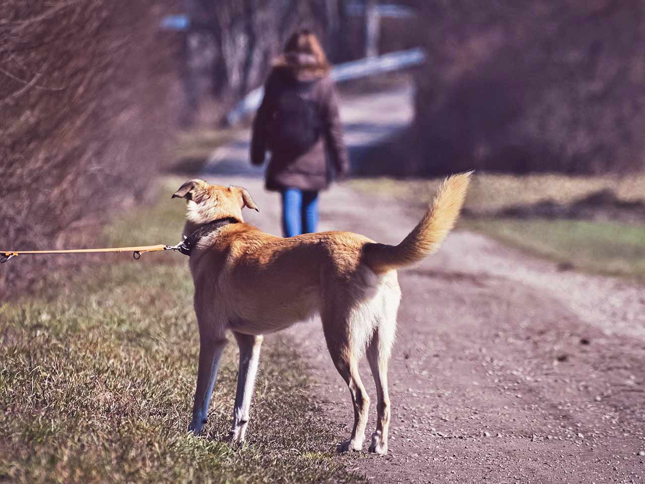 Diritti di cani, gatti e degli altri animali: cosa dice il codice penale.