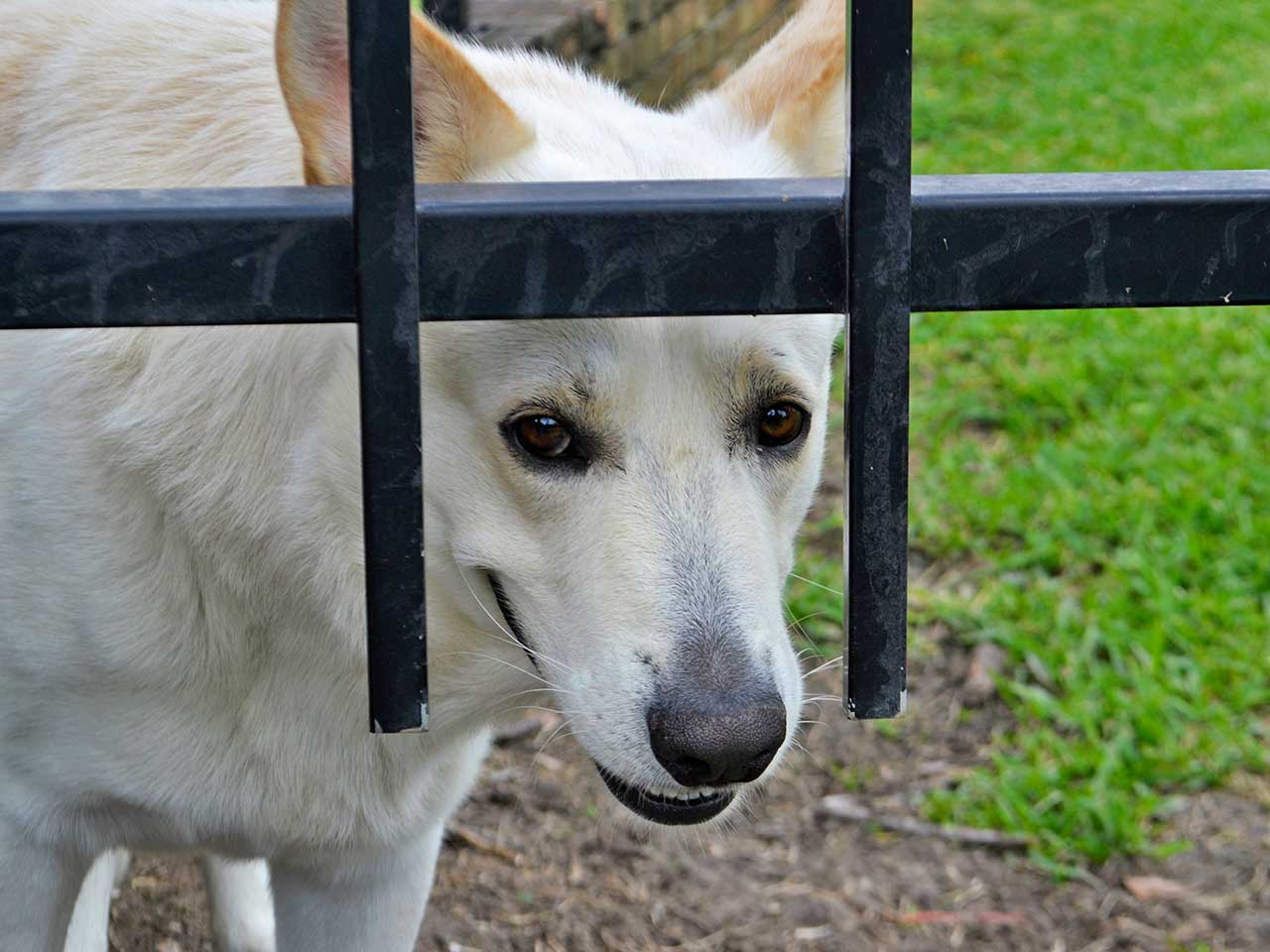 Cani, gatti e gli altri animali hanno diritti poiché sono esseri senzienti.