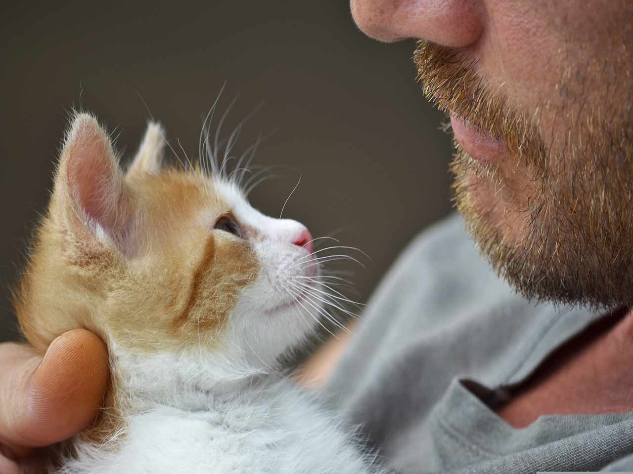 Le 5 libertà degli animali: il Brambell Report.