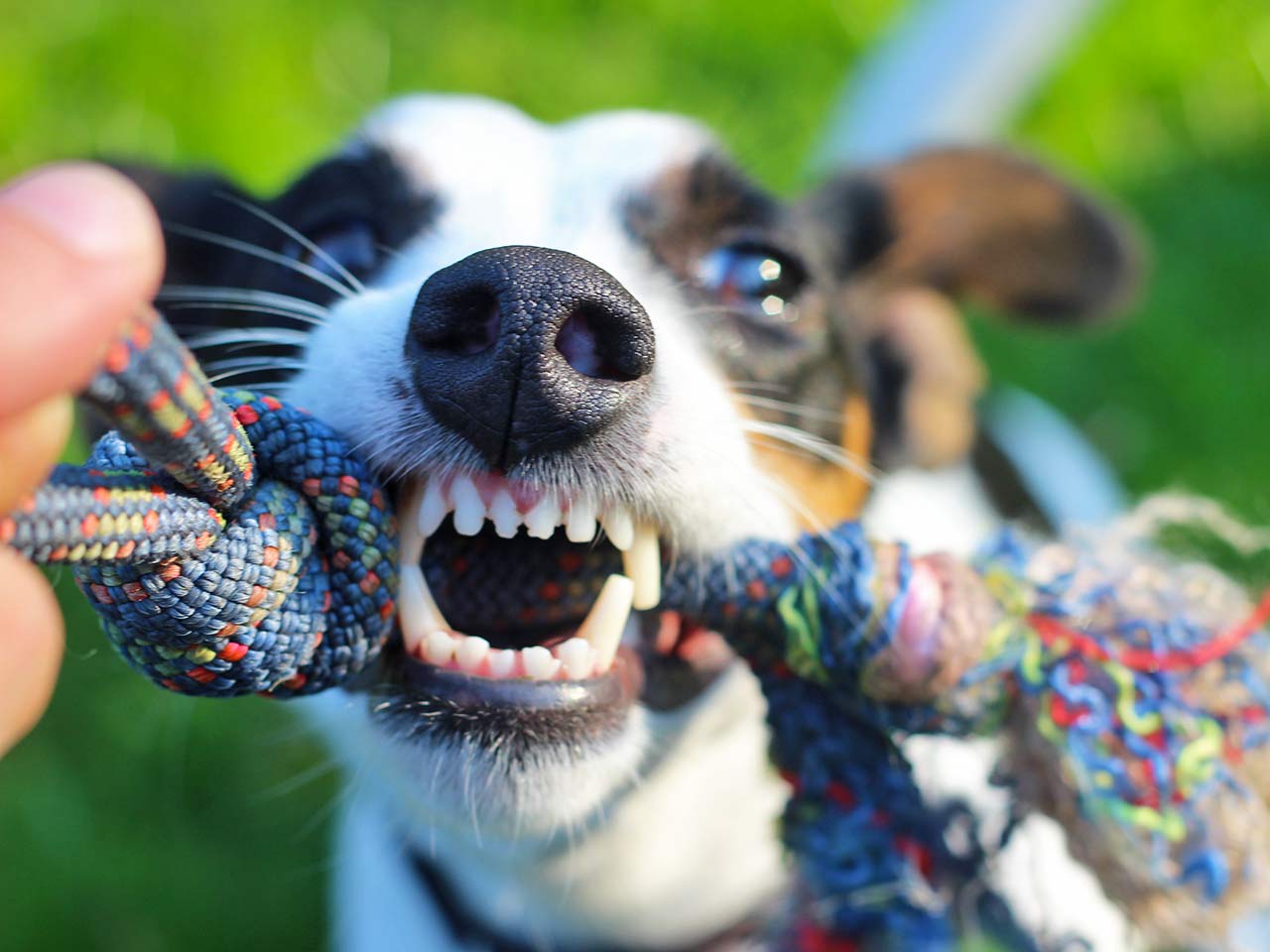 Il gioco del tira e molla con la corda, utile per controllare che i denti del cane siano in ordine - Ligiene orale di cani e gatti.