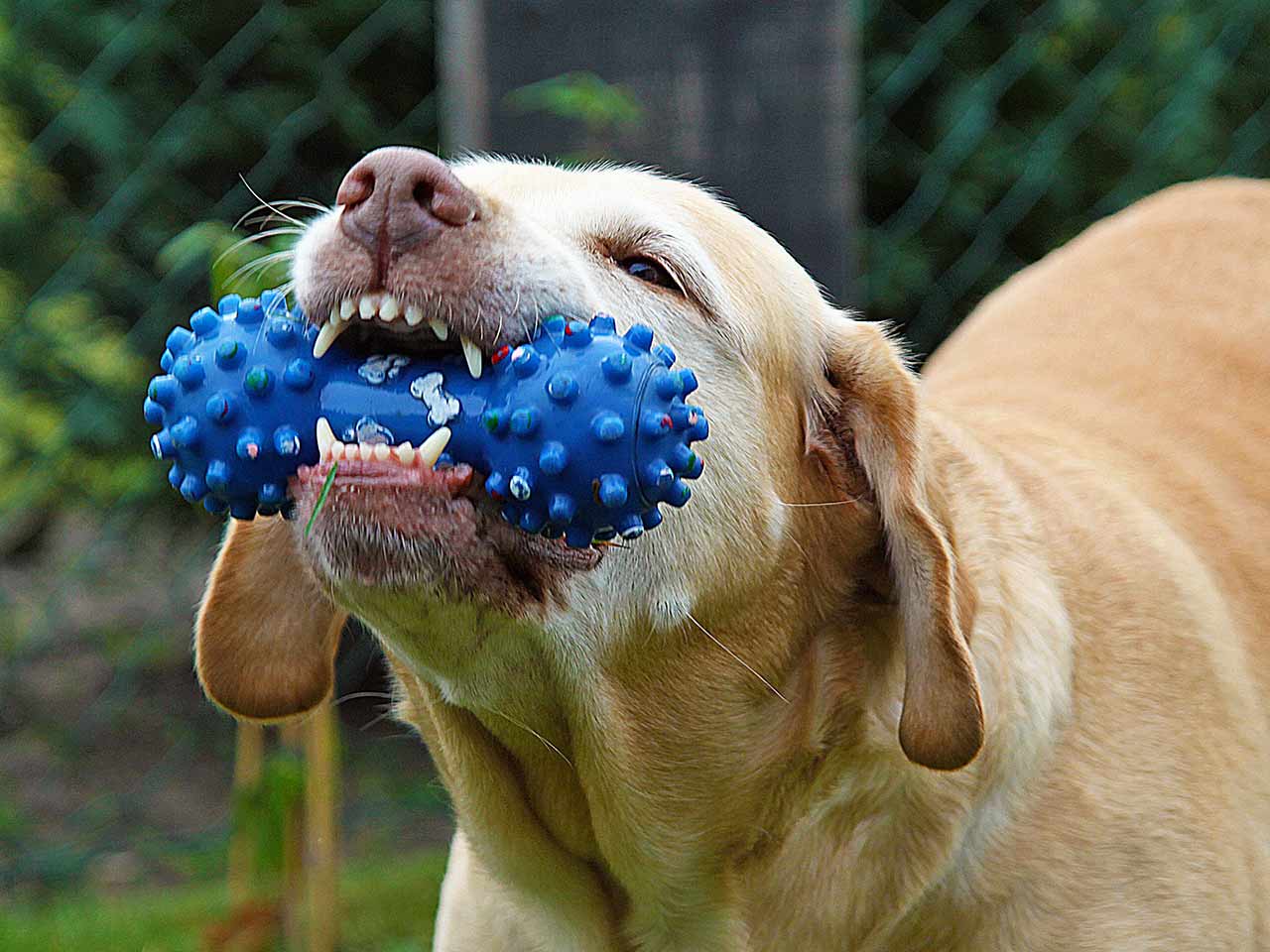 Un cane tiene un giocattolo con i denti - Ligiene orale di cani e gatti.