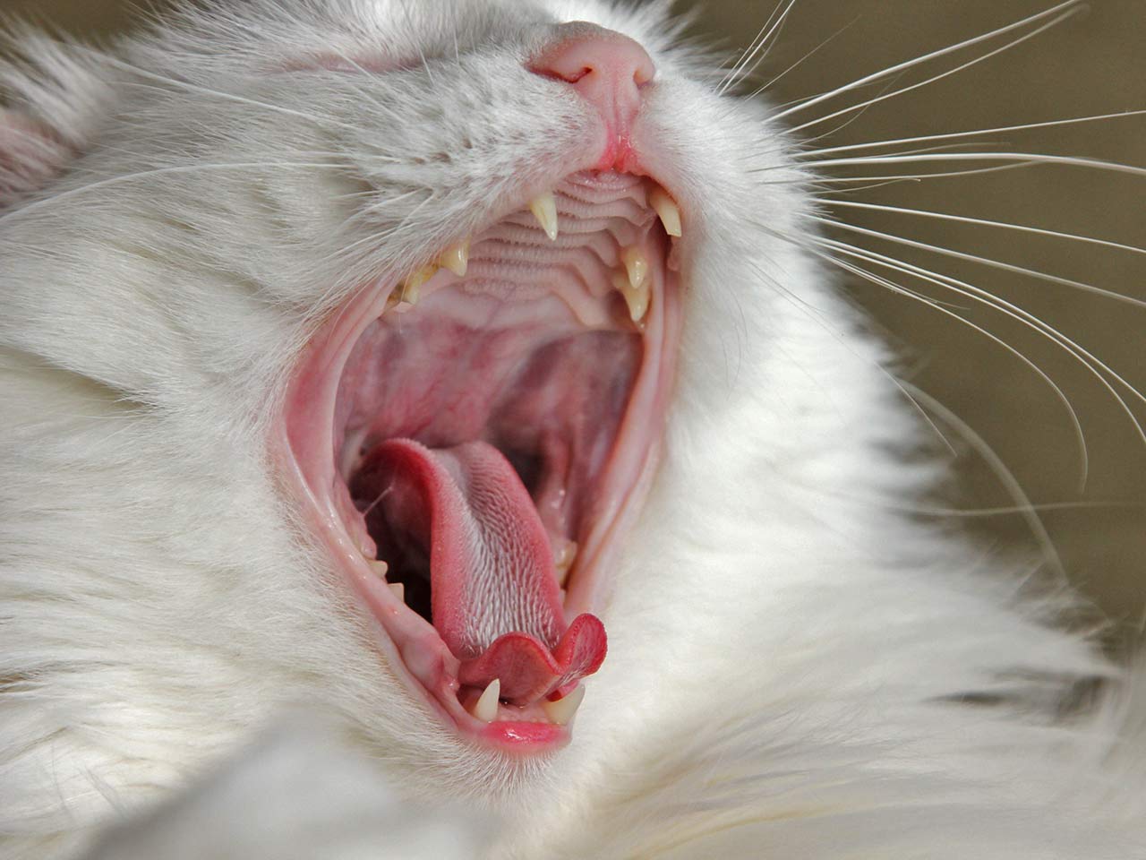 La bocca e i denti di un gatto mentre sbadiglia - Ligiene orale di cani e gatti.