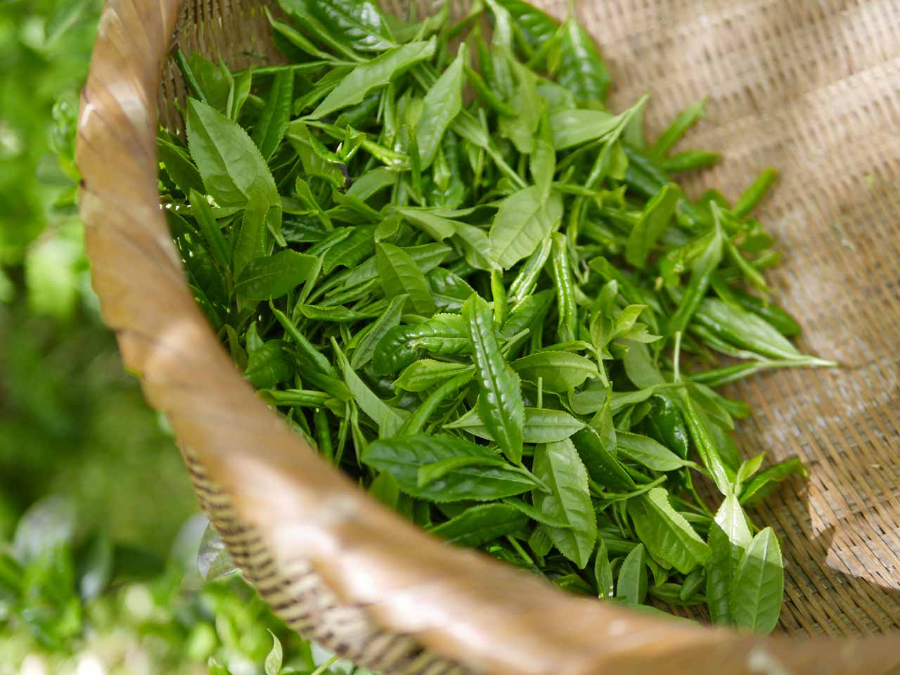 Il tè verde ha diverse proprietà benefiche sugli organi del corpo, incluso il fegato.