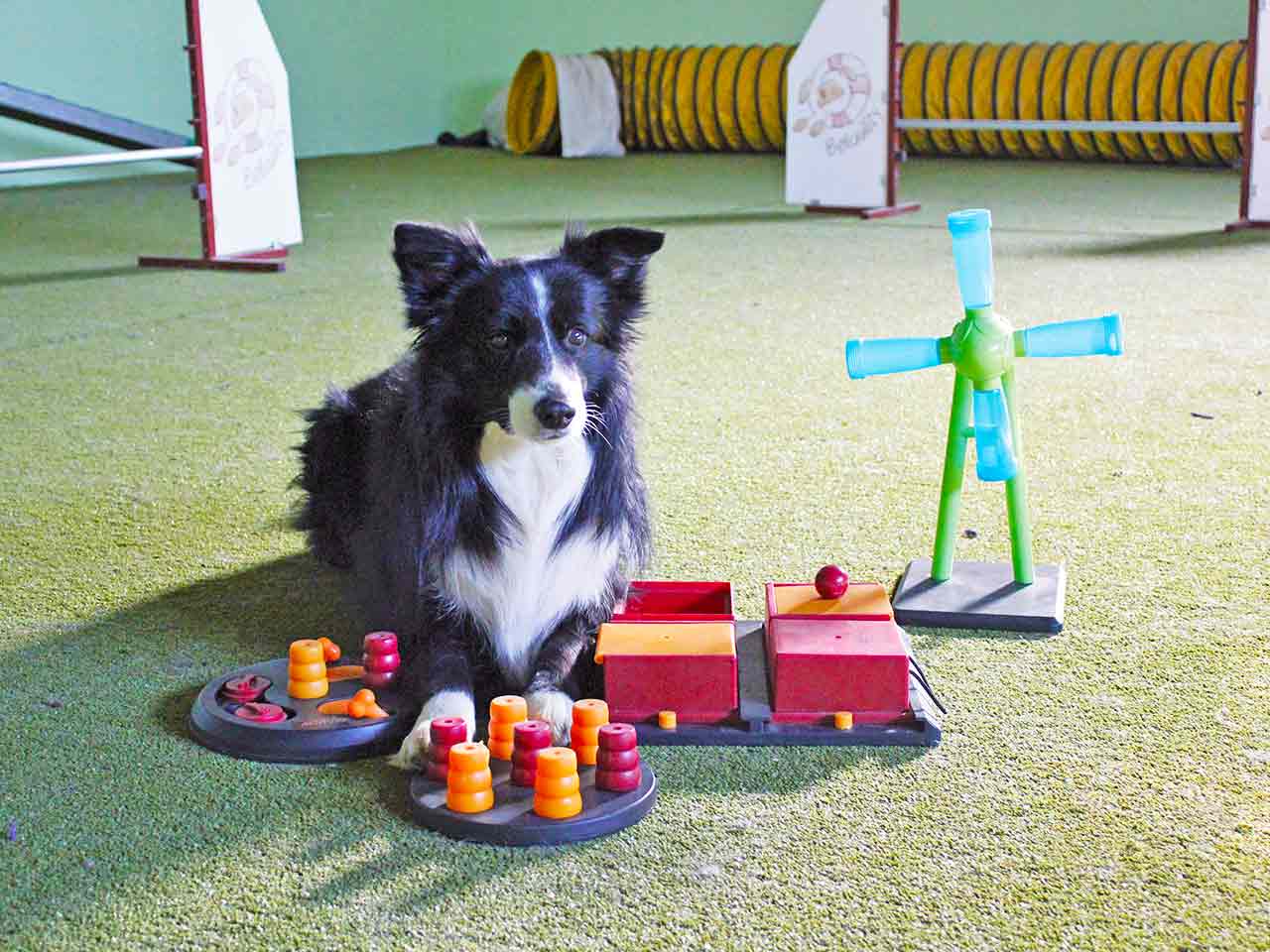 Per cani e gatti il gioco è una cosa seria: un cane circondato dai giocattoli.