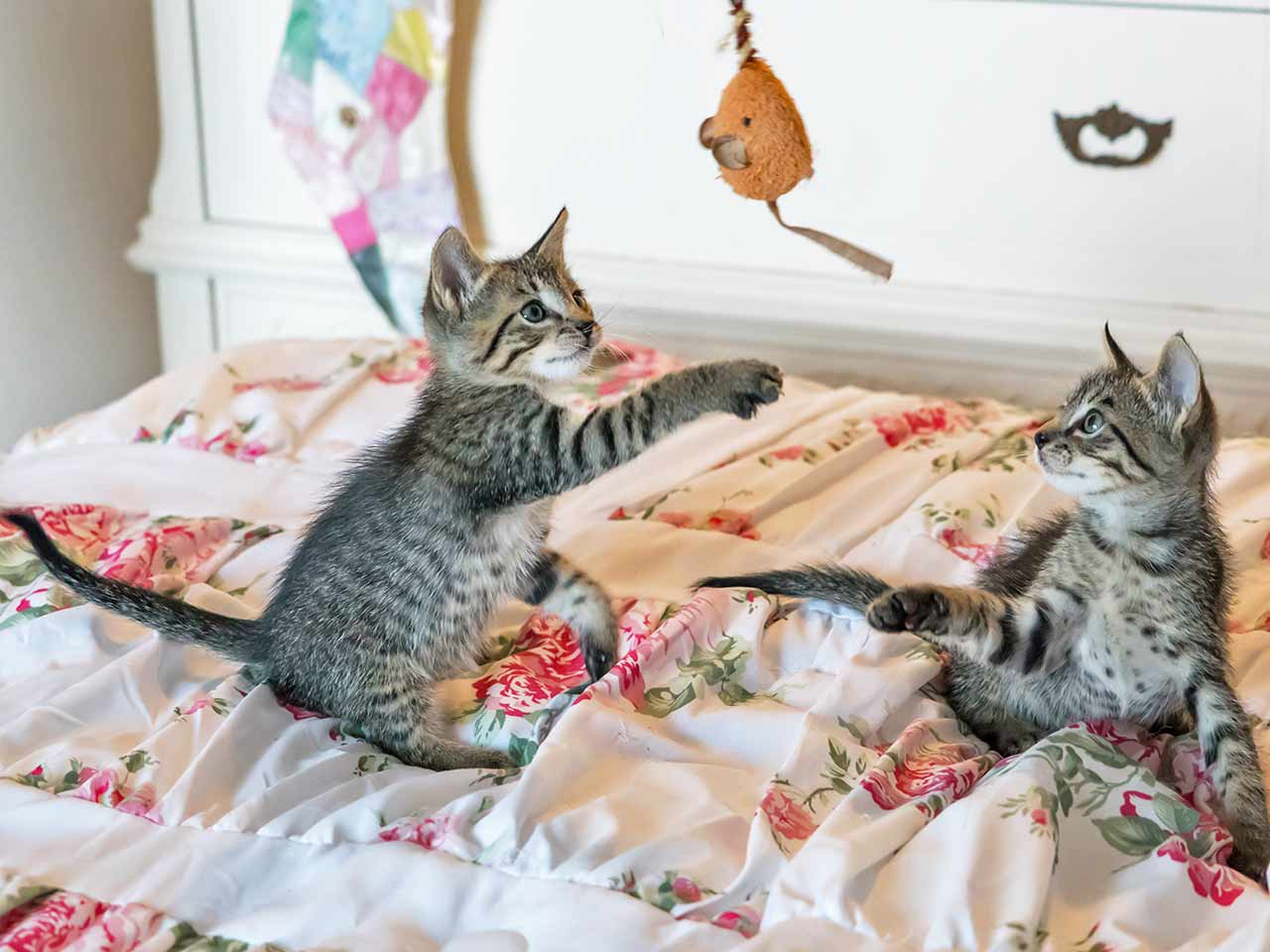 Per cani e gatti il gioco è una cosa seria: due gattini che giocano.