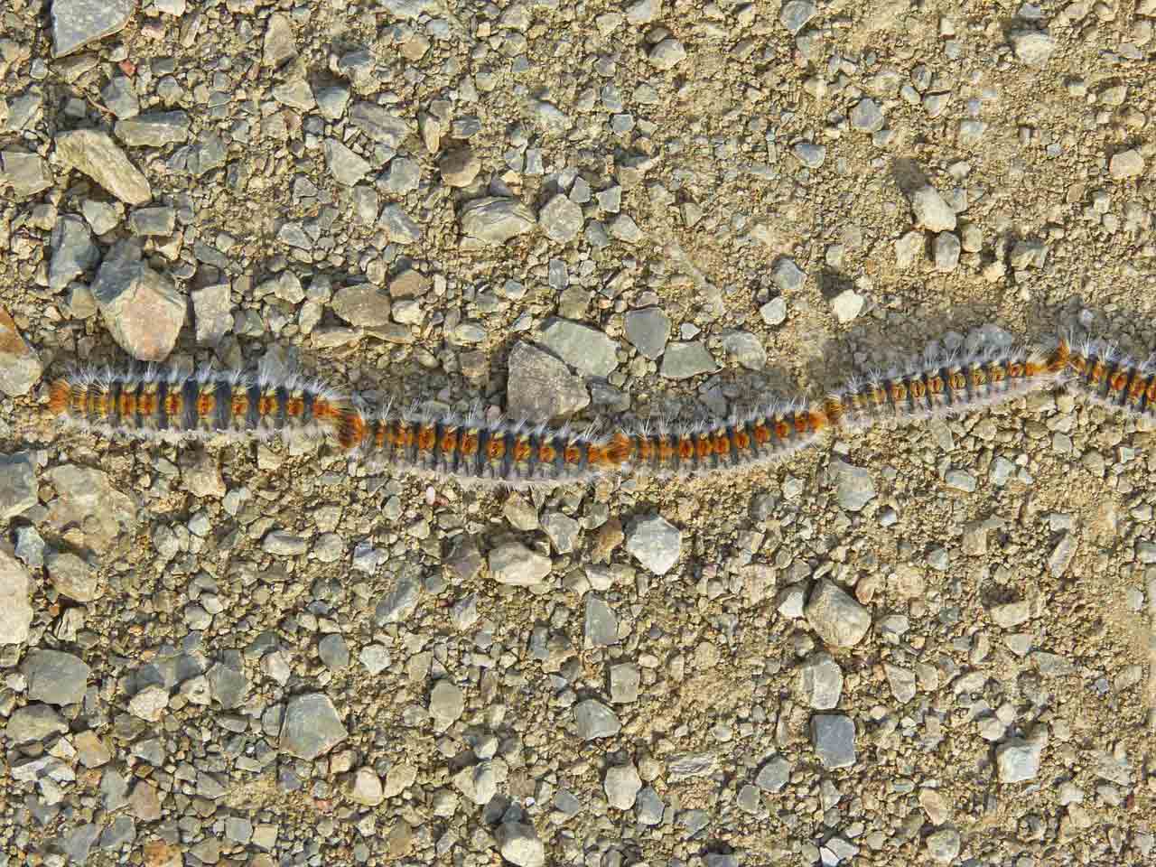 Una fila di bruchi di processionaria, un pericolo per i cani