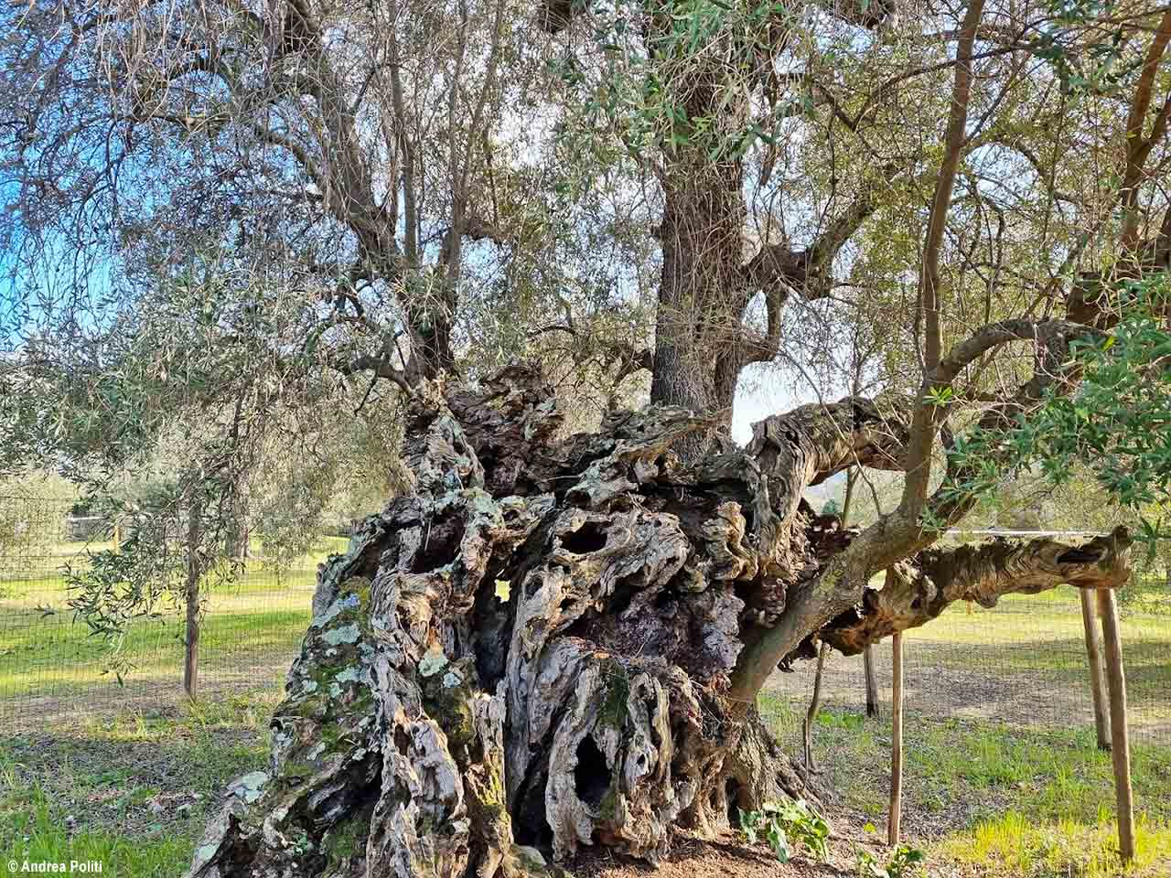 5 leggende sulla Maremma Toscana: lOlivo della Strega