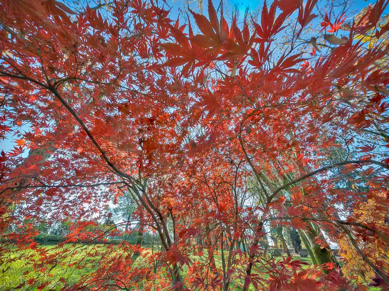 Il Parco Giardino Sigurtà - Dove vedere il foliage