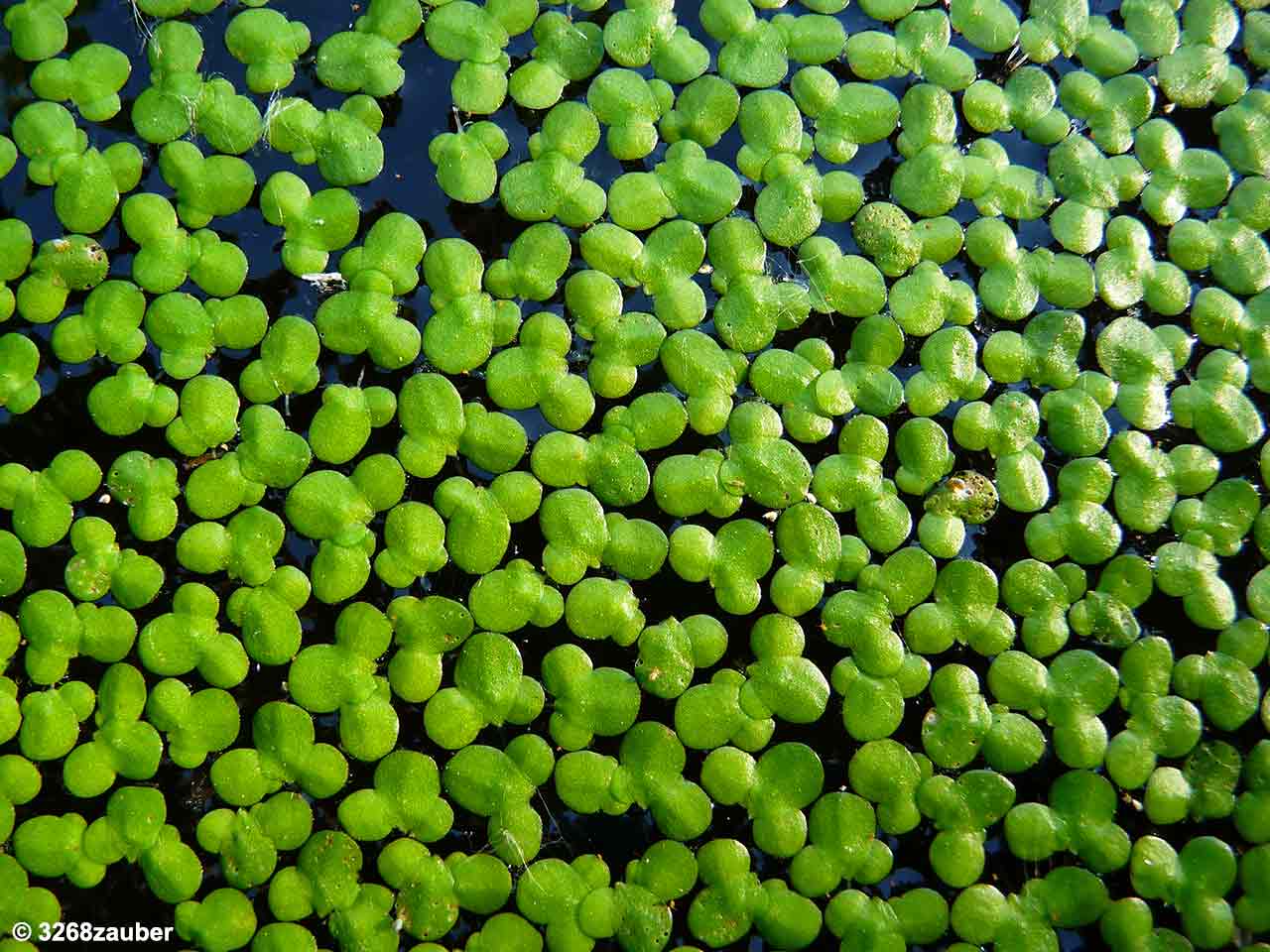 Mankai o lenticchie dacqua, pianta acquatica ricca di polifenoli