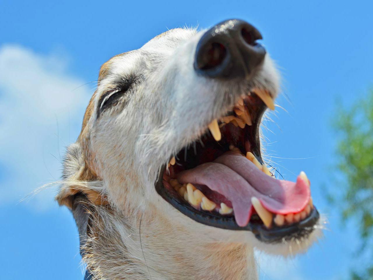 Un simpatico cane mostra la sua dentatura - Ligiene orale di cani e gatti.