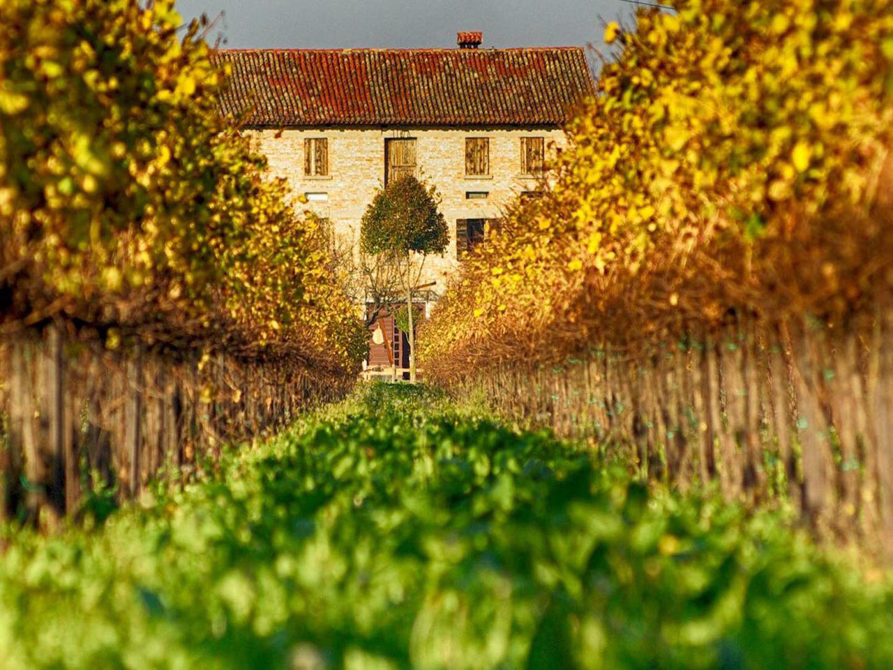 L'azienda agricola Le Vigne di San Giacomo.