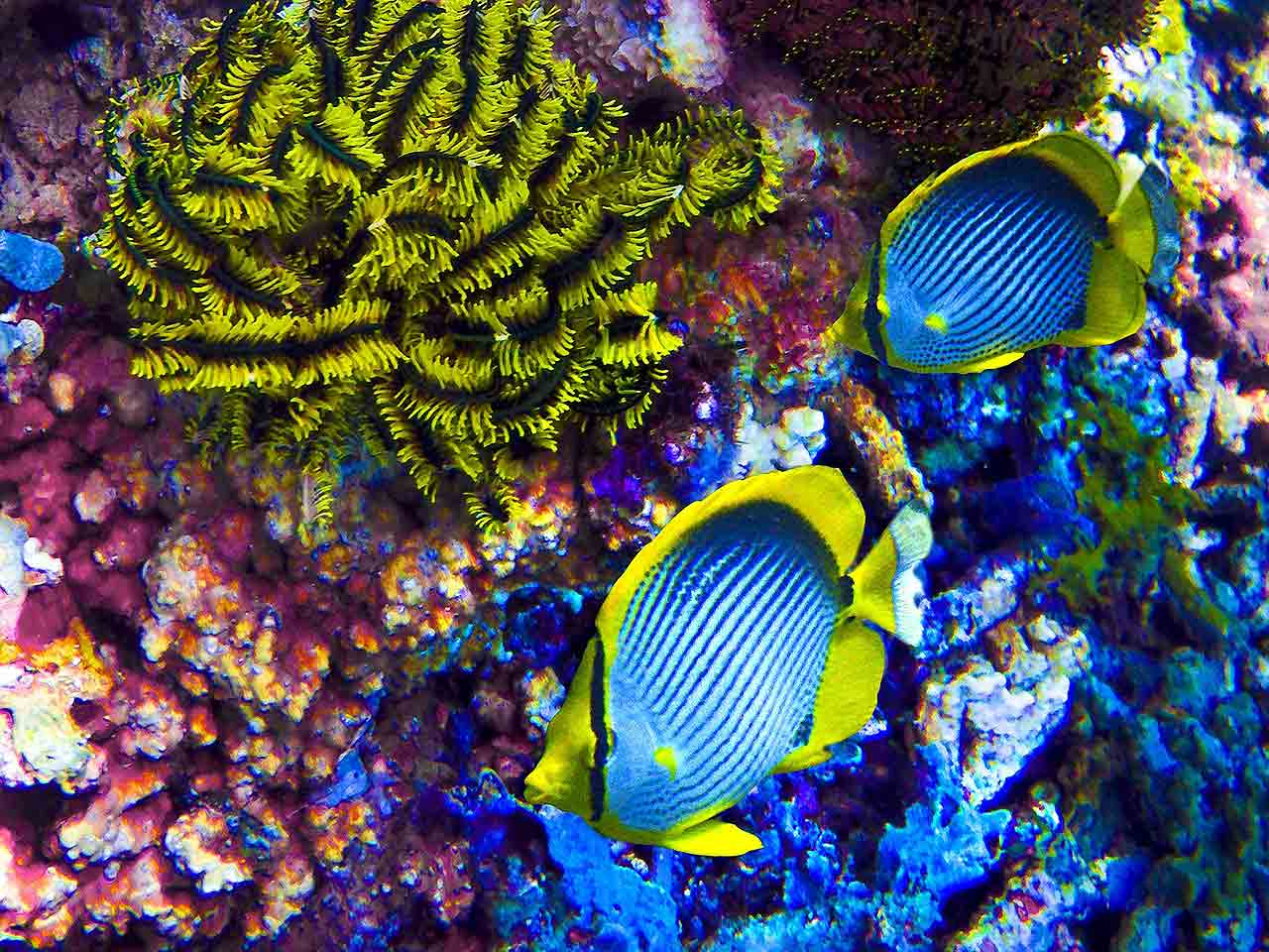 5 ambienti sottomarini incredibili: Sipadan, il Borneo Malese