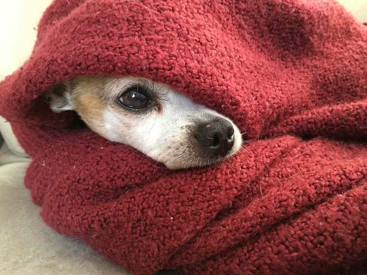 La tosse dei cani: attenzione ai sintomi spia.