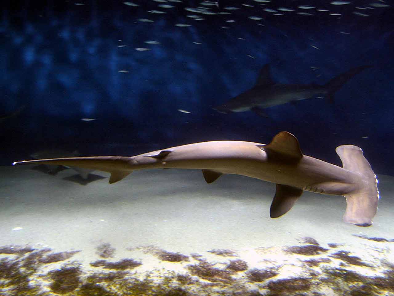 5 ambienti sottomarini incredibili: le Isole Galapagos