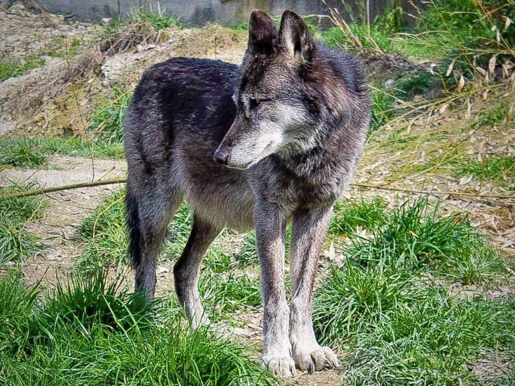 L'Oasi degli Animali a San Sebastiano Po (TO).