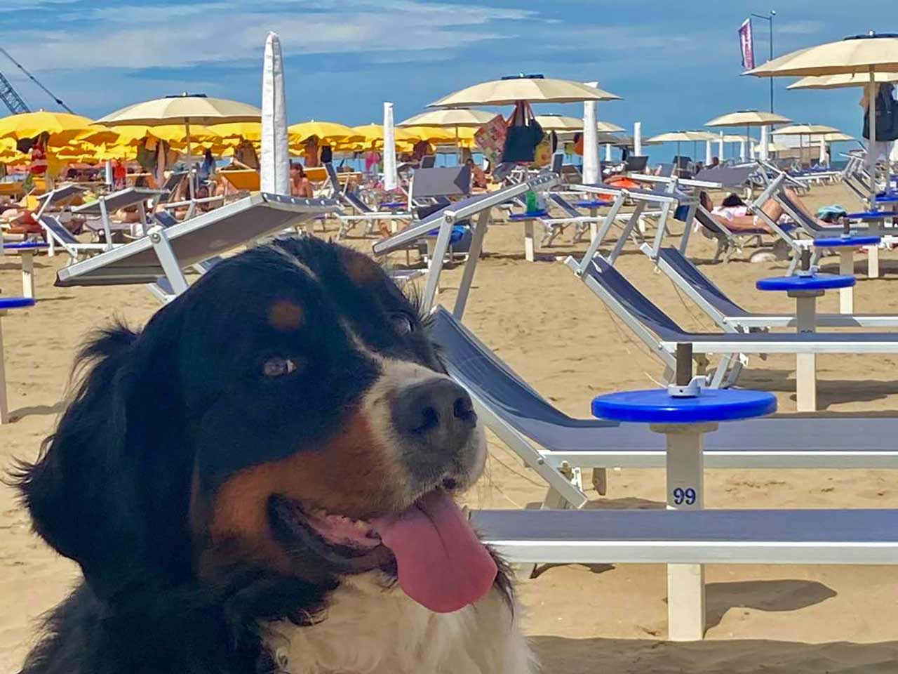 Gli sconti per le dog beach: la Beach 33 a Rimini