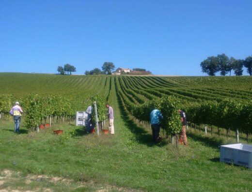 SGALY VINI BIOLOGICI