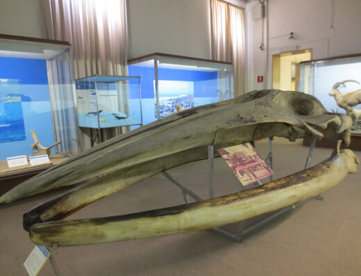 MUSEI CIVICI – MUSEO DI STORIA NATURALE