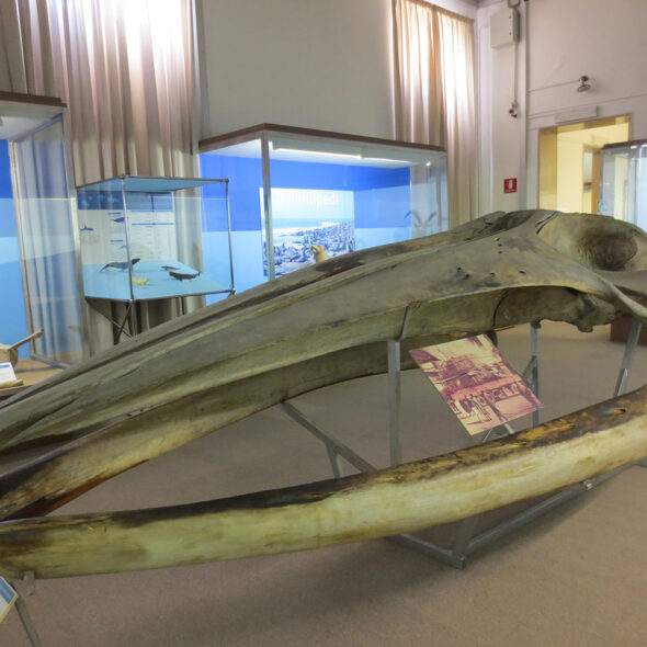 Musei civici - museo di storia naturale
