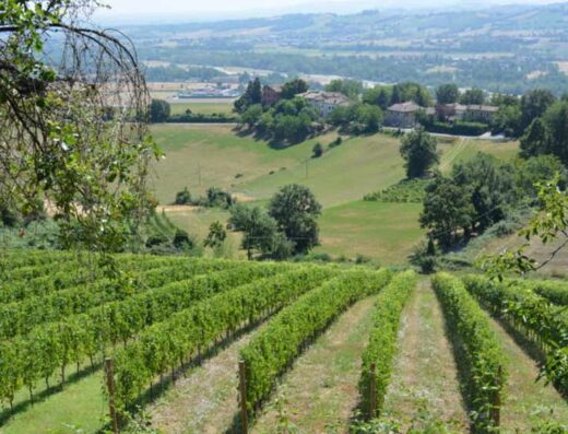 AZIENDA VINICOLA LA BANDINA