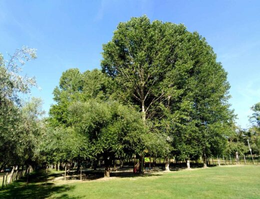 AGRICAMPEGGIO PUGLIESE