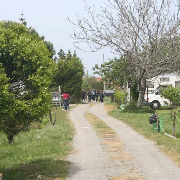 Il gelsomino ritrovato