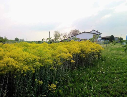 AGRICAMPEGGIO ELILU SOUL FARM – MANGIÀ AD CAMPAGNA