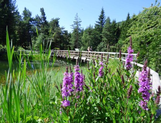 GIARDINO BOTANICO ALPINO VIOTE DI MONTE BONDONE