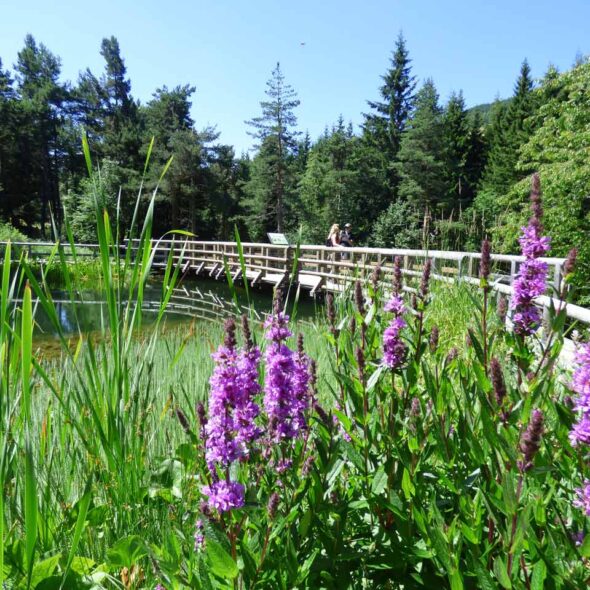 Giardino botanico alpino le viote di monte bondone