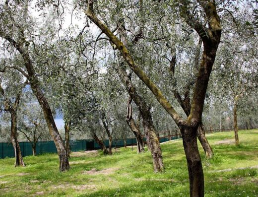 AGRICAMPEGGIO PARADISO