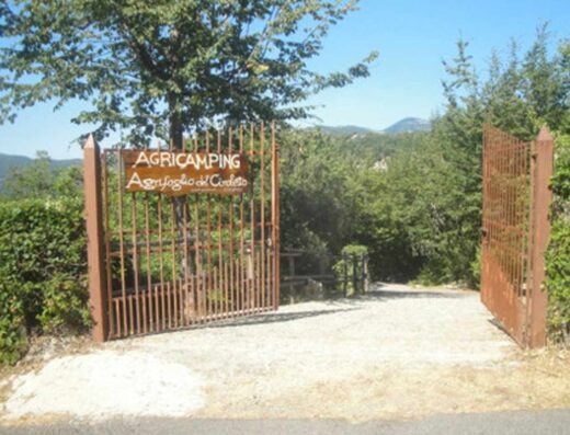 AGRIFOGLIO DEL CIROLETTO