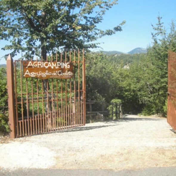 Agrifoglio del ciroletto
