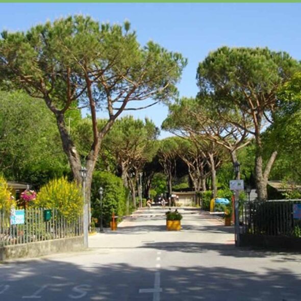 Dal pino