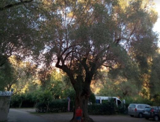IL MORO DELLA MOLPA
