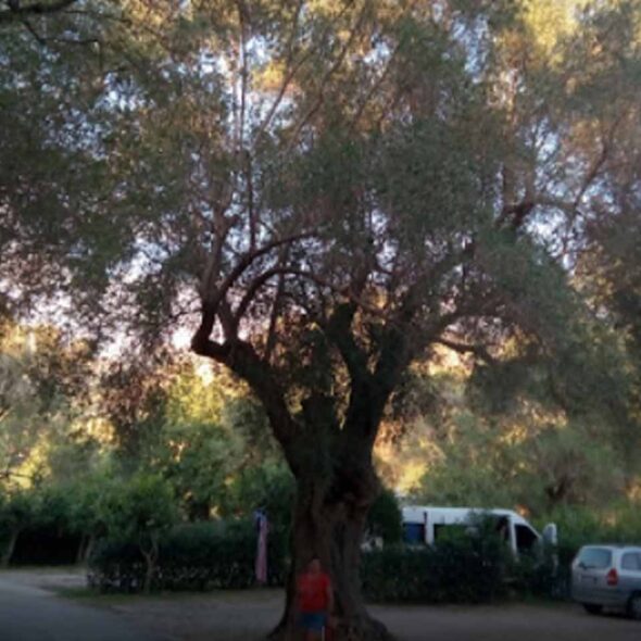 Il moro della molpa