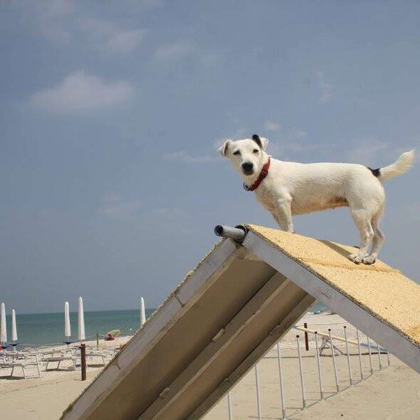 Scooby.doo beach