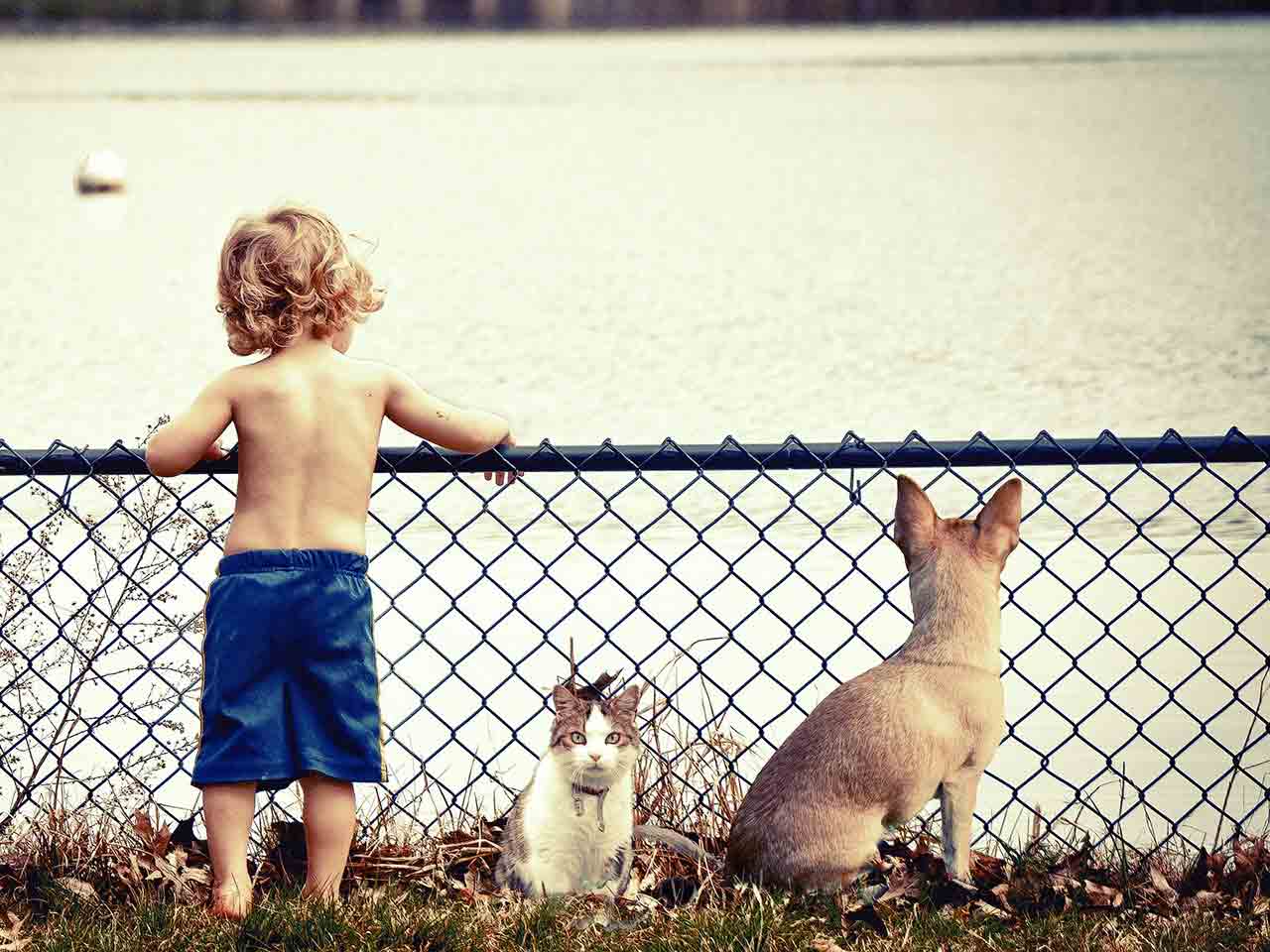 Alimentazione naturale per cani