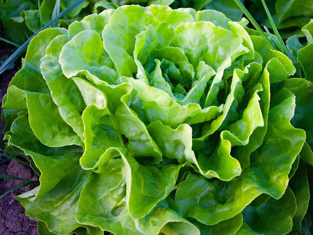 Lattuga: non chiamatela solo insalata!