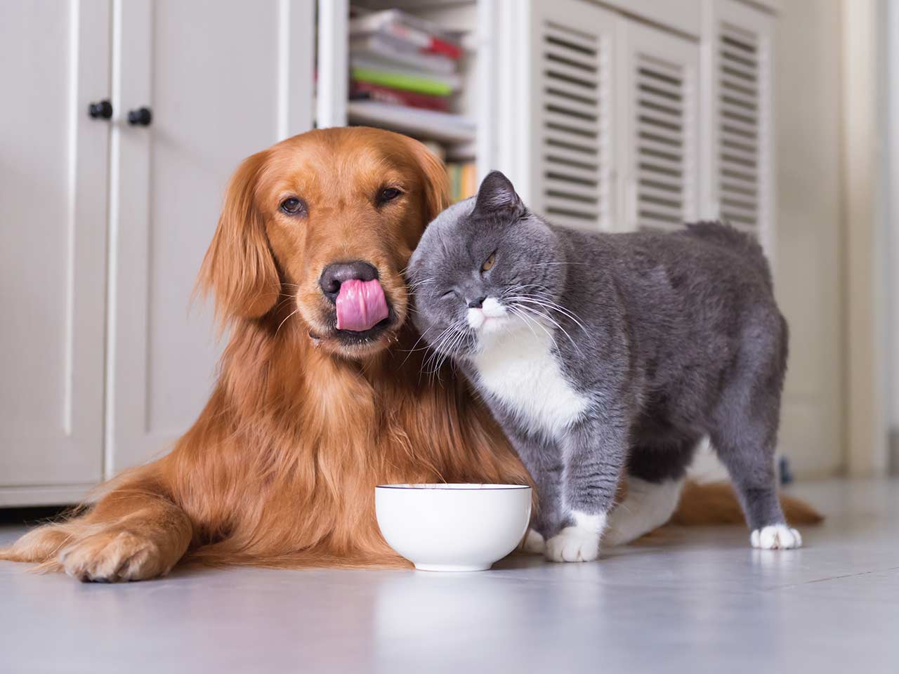 Un glossario a quattro zampe: il linguaggio di cani e gatti