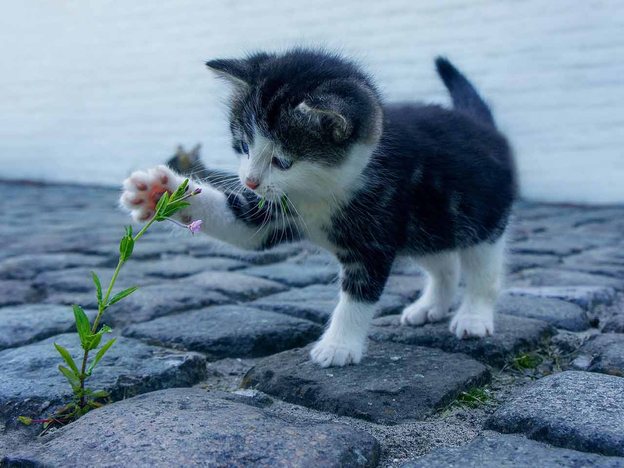 Anche i gatti hanno i brufoli